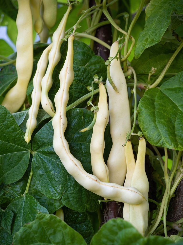 Witte bonen