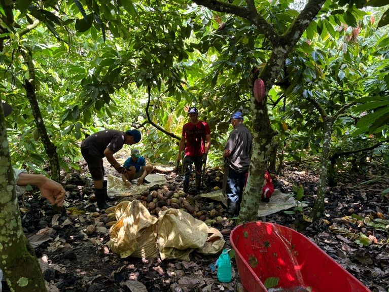 Cacaoboeren in de Dominicaanse Republiek
