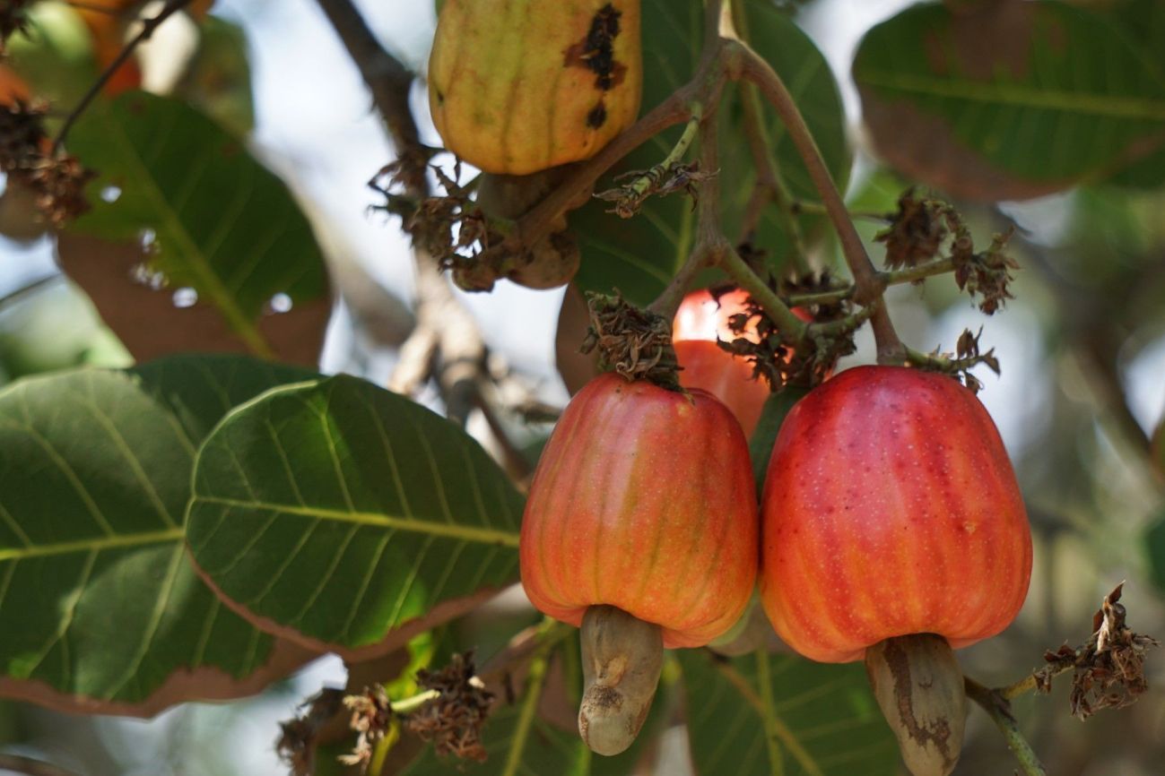 Cashews in de boom