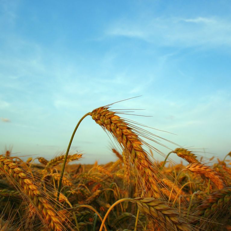 Oat fields