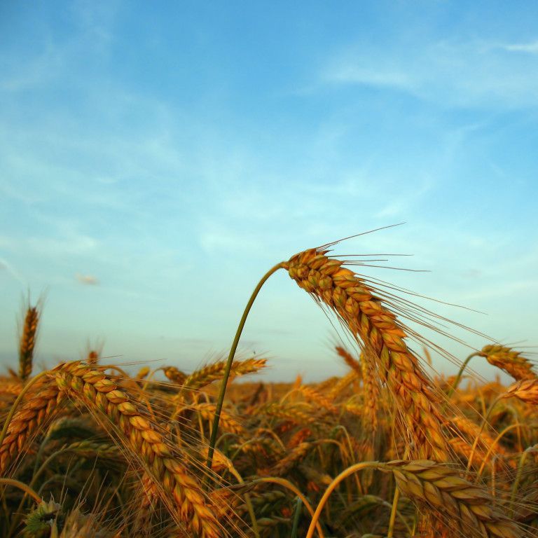 Biologische granen in het veld