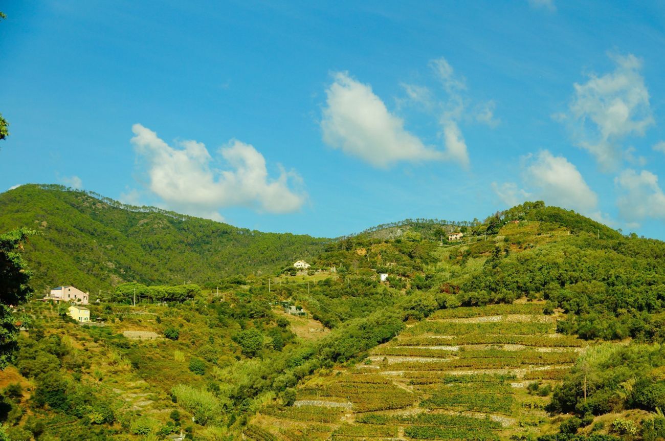 Biologische rijstvelden