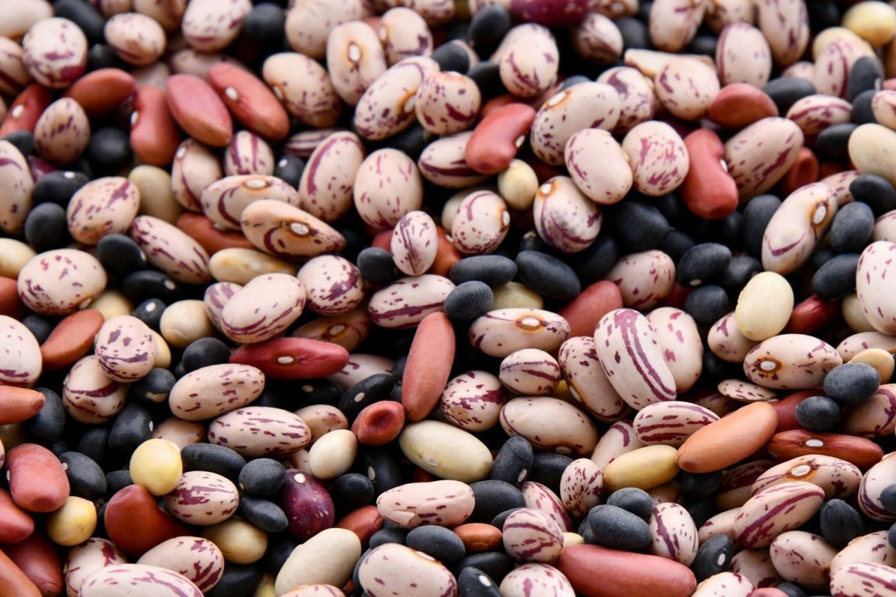 Biologische peulvruchten