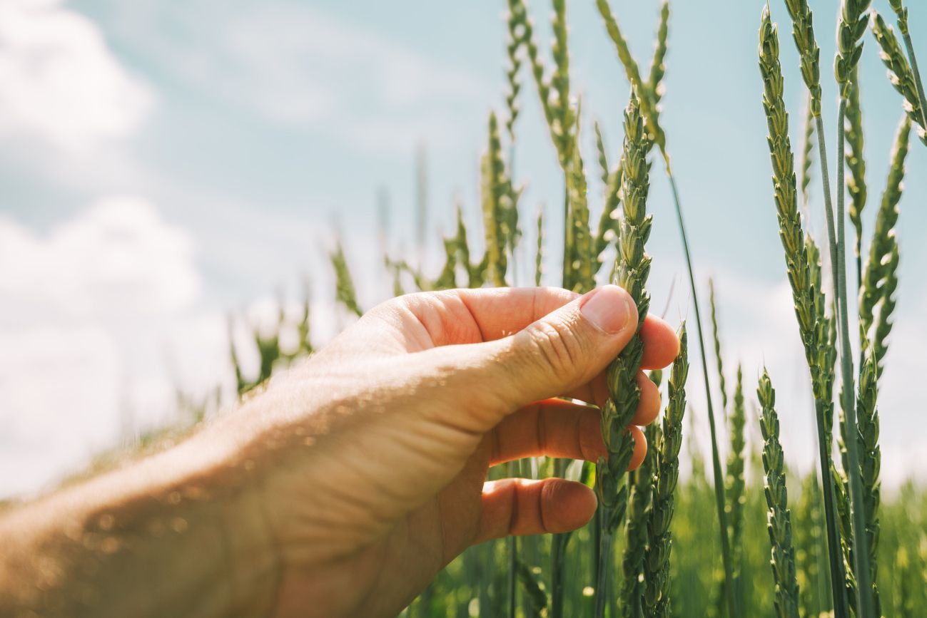 Granen in het veld pakken