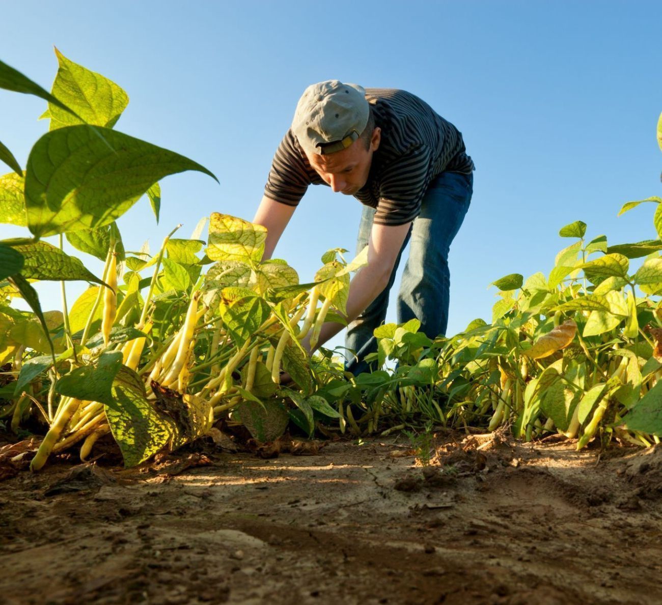 Een boer in het veld