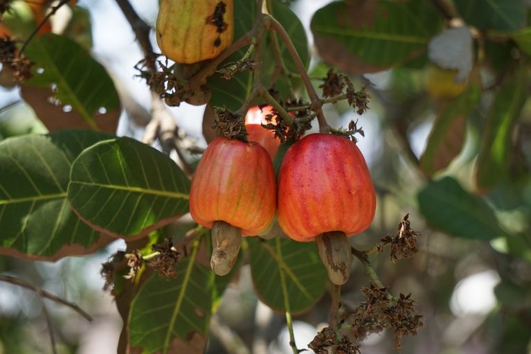 Cashews aan een boom