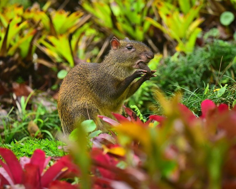 Agouti eet een paranoot