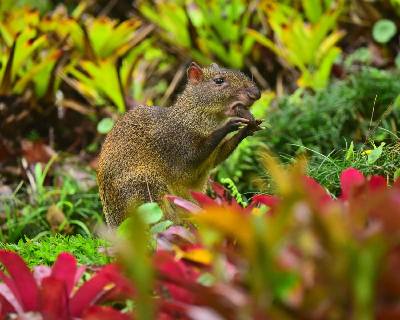 Agouti eet een paranoot