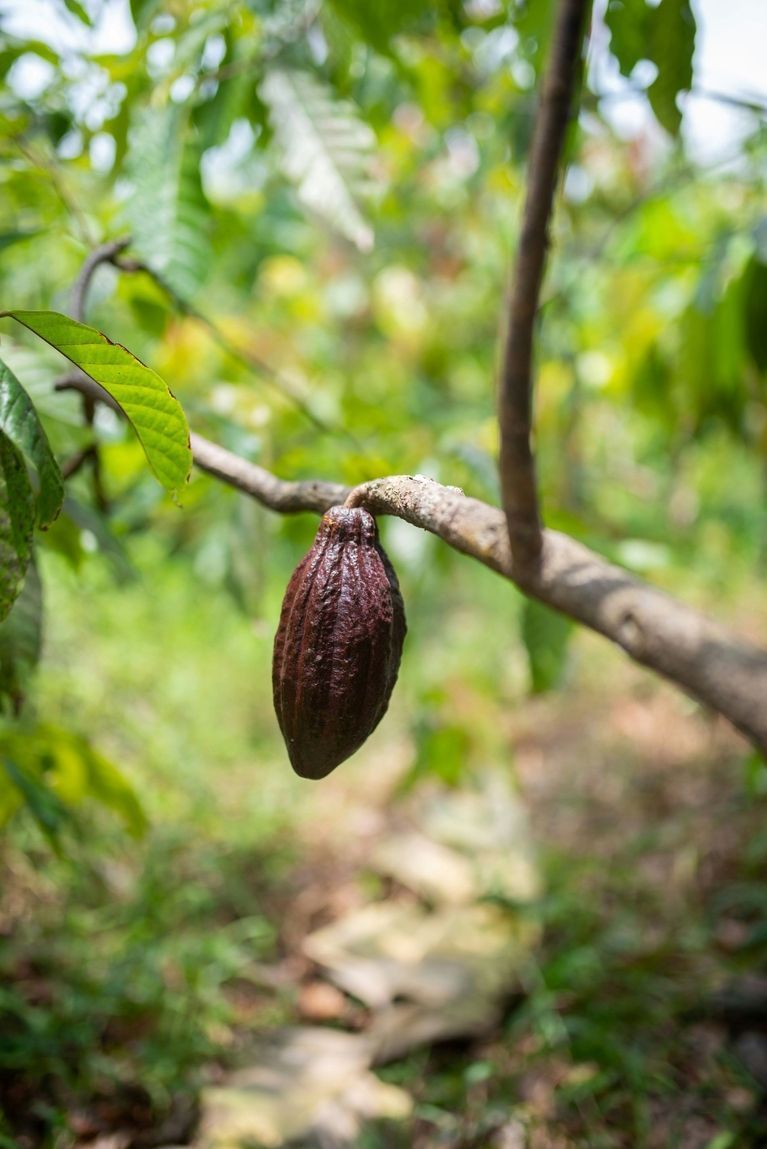 Cacaoboon aan de boom