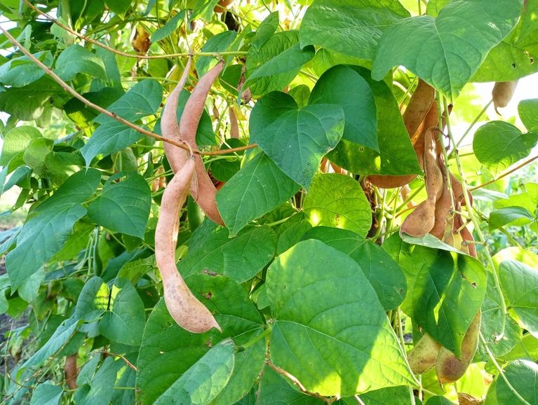 Biologische bonen aan de plant