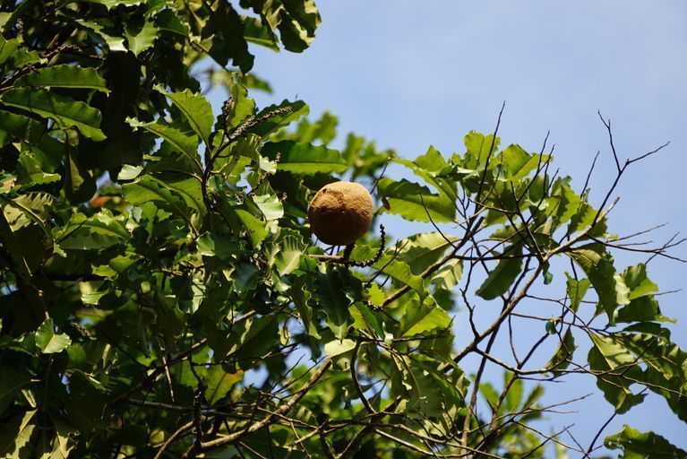 Paranotenboom met noot