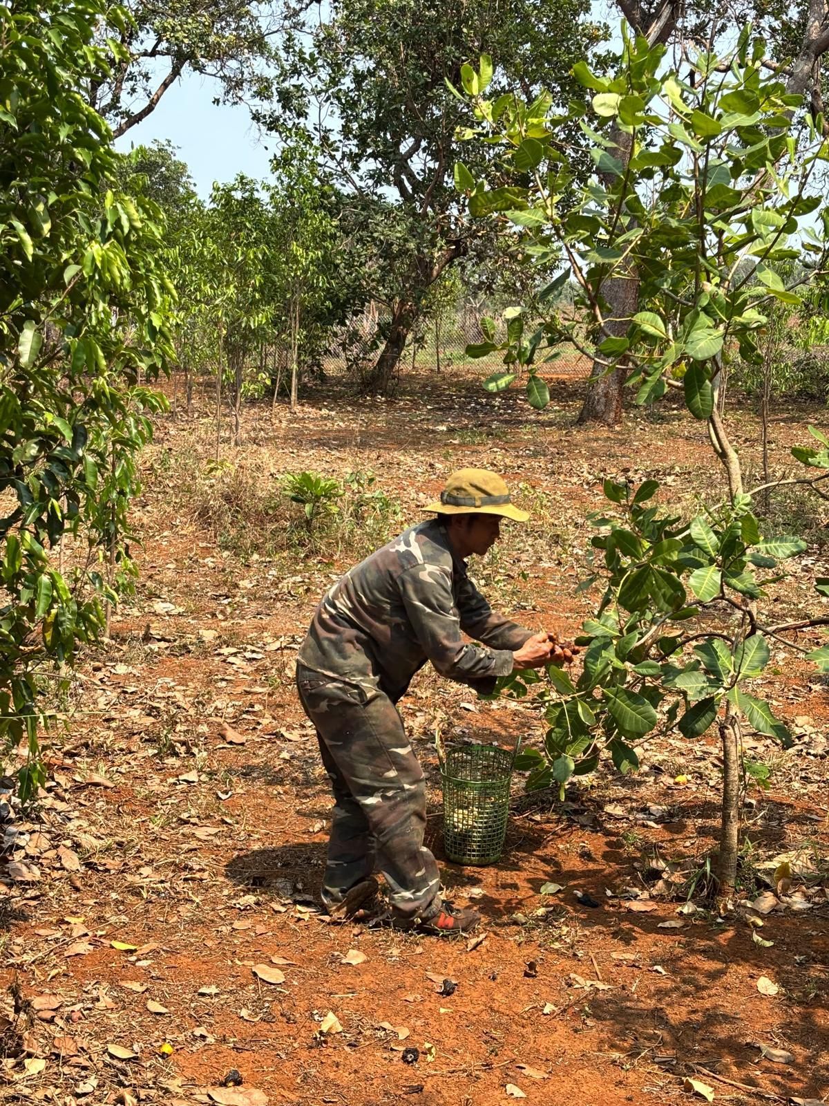 Cashew farmer