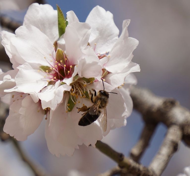 Close-up biologische amandelbloesem met bij