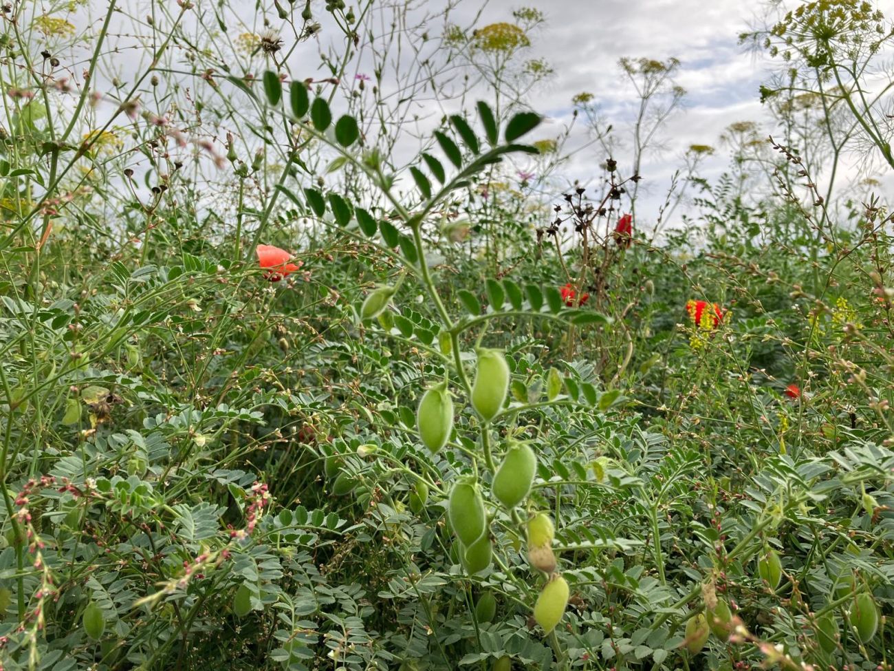 Kikkererwten in een biologisch veld