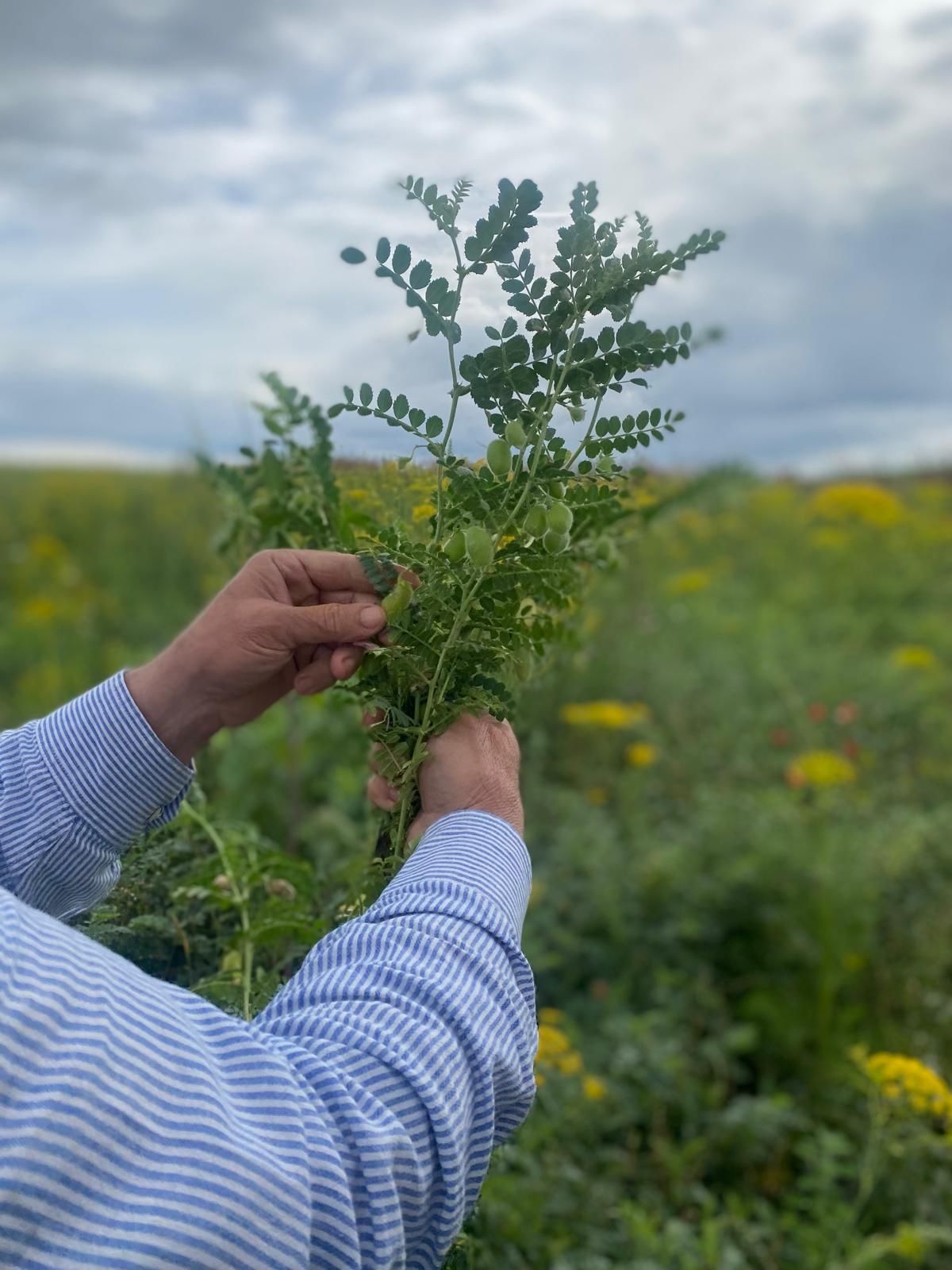 Kikkererwtenplant in het veld
