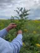 Kikkererwtenplant in het veld