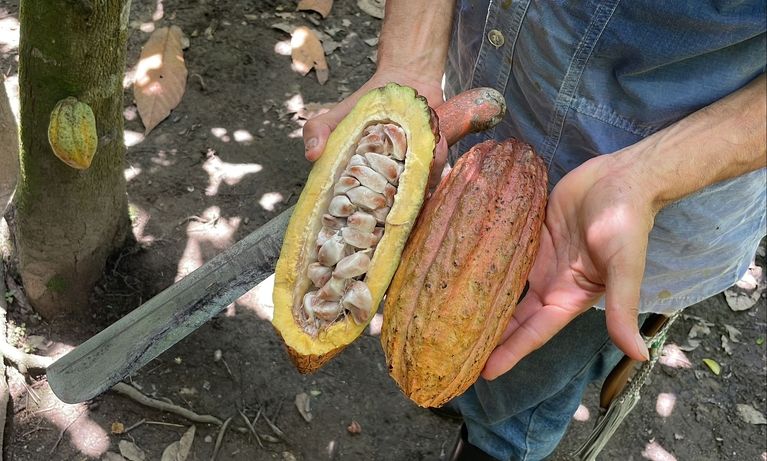 Opengemaakte cacaoboon