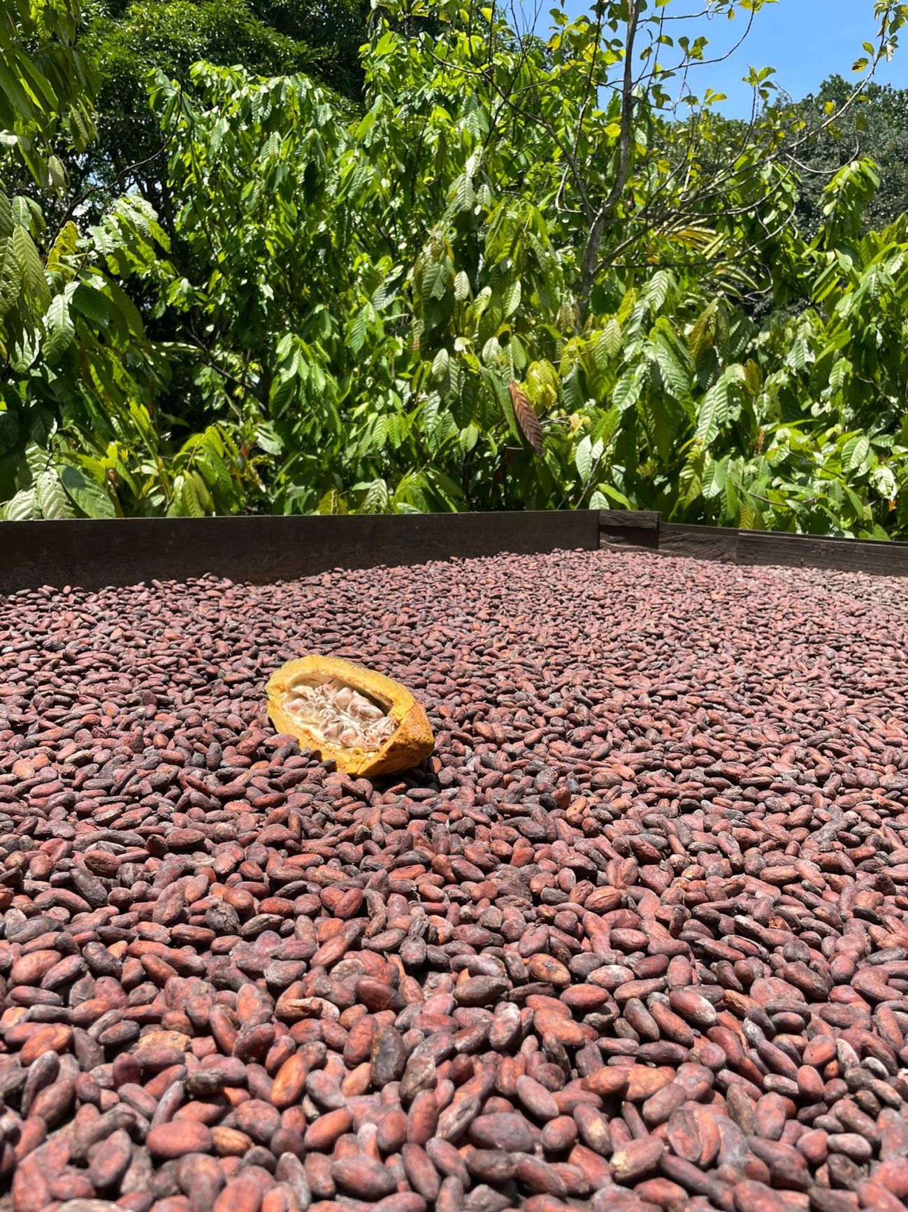 Cacaobonen liggen te drogen in de zon