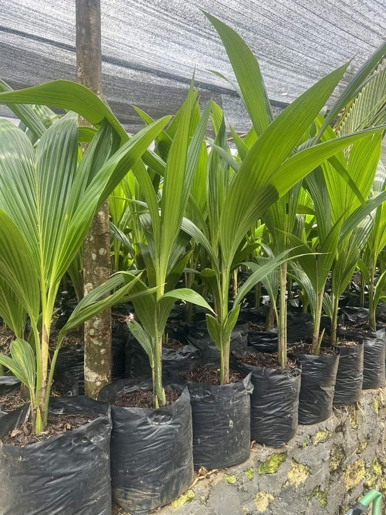 Organic dwarf coconut variety