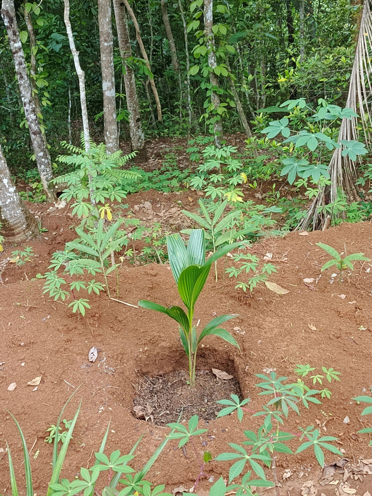 Dwerg palmpje net in de grond gezet