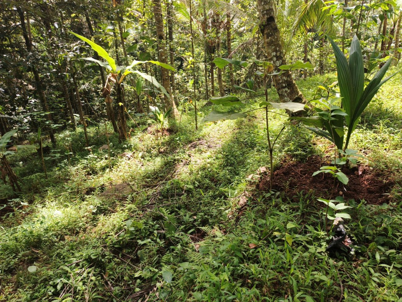 Mooie bomen in het woud