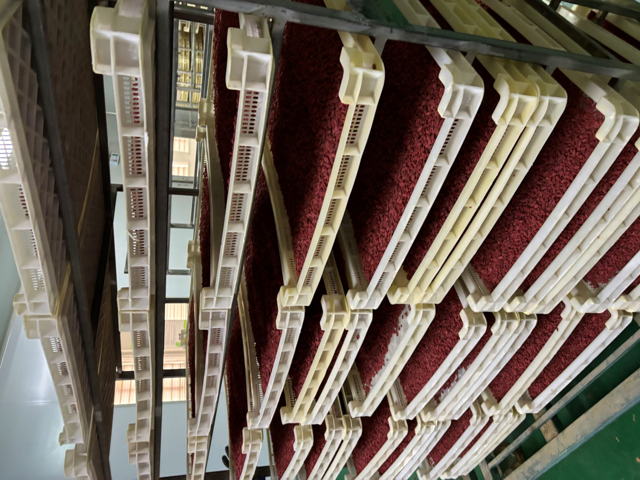 Drogen van gojibessen