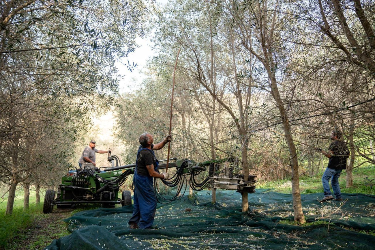 Boeren aan het werk in olijfboomgaard