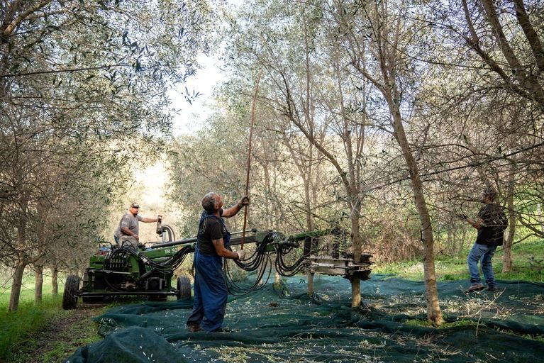 Boeren aan het werk in olijfboomgaard