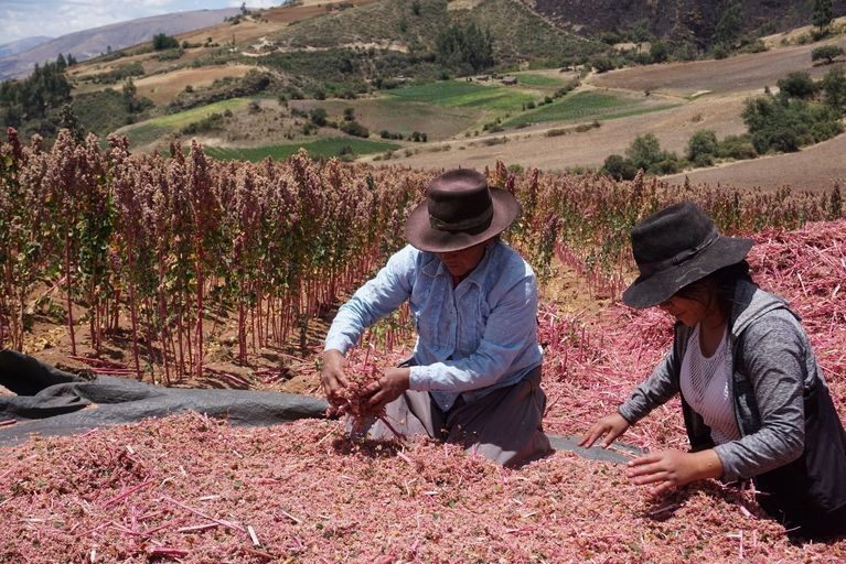 Biologische quinoa boeren in Peru