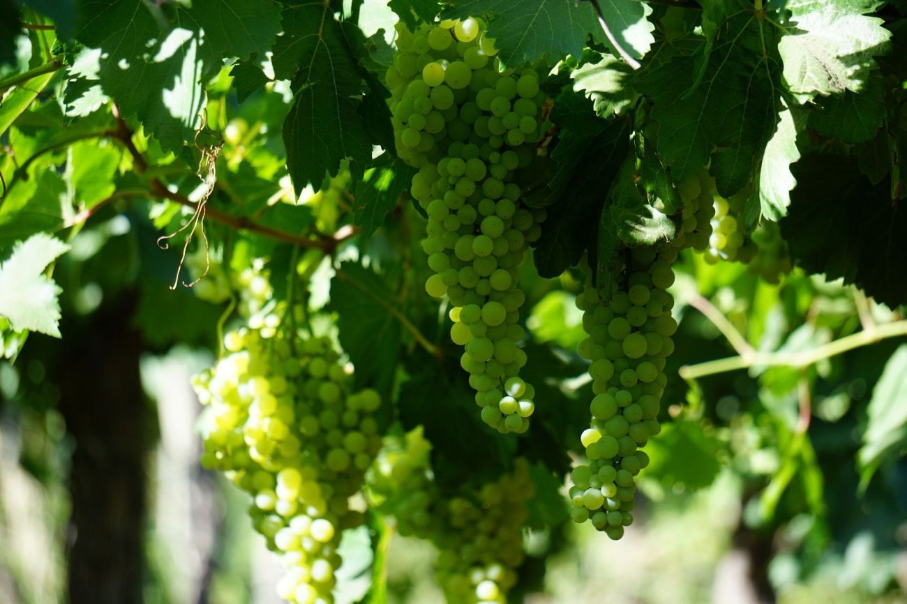 Biologische druiven in Argentinië