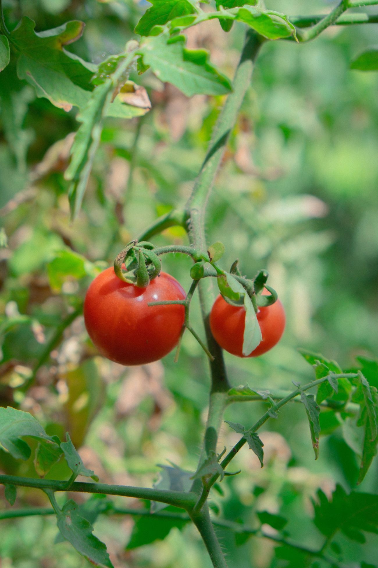 Tomatentros van dichtbij
