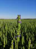 Biologische chiavelden