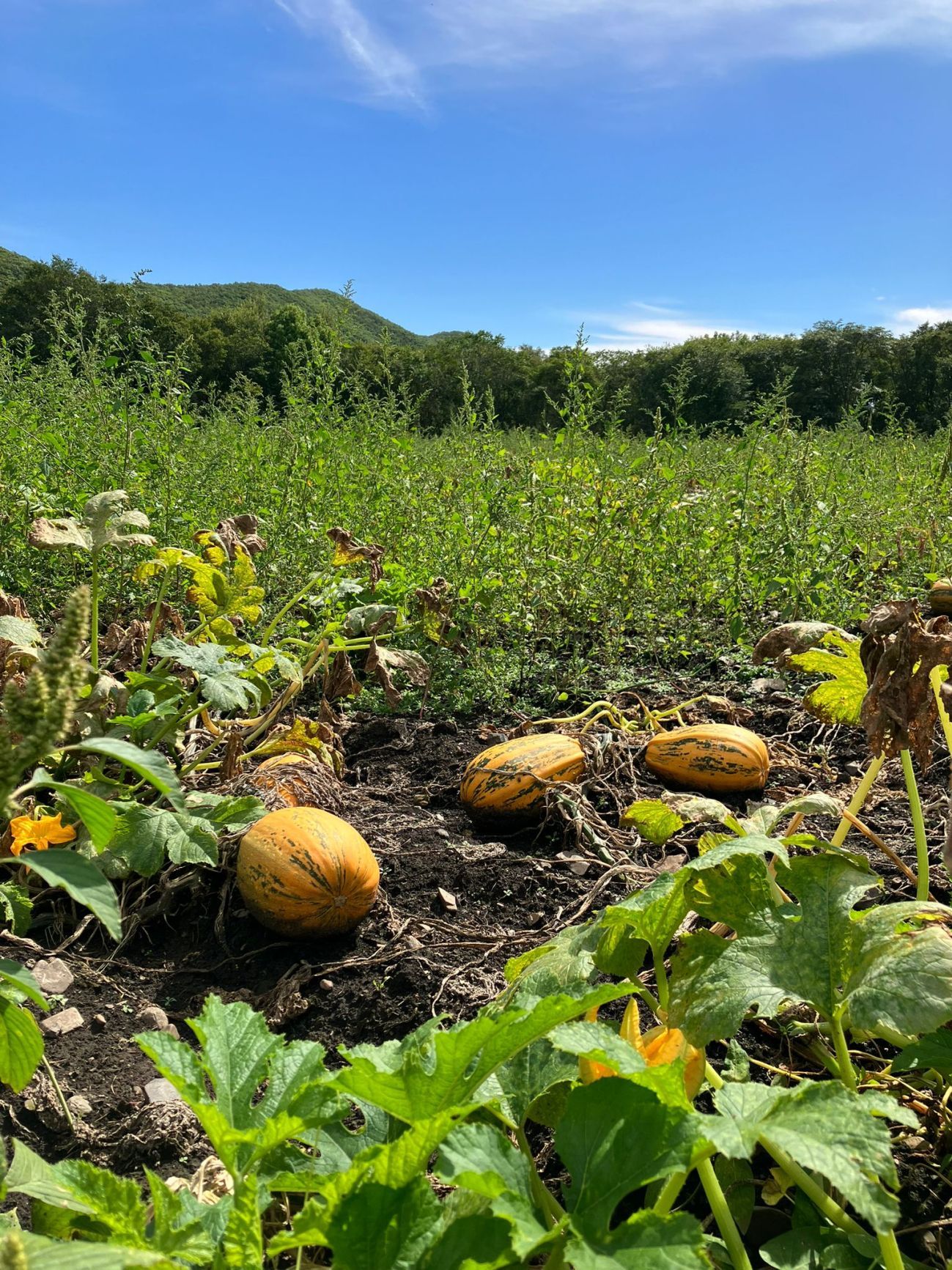 Pompoenen in het veld