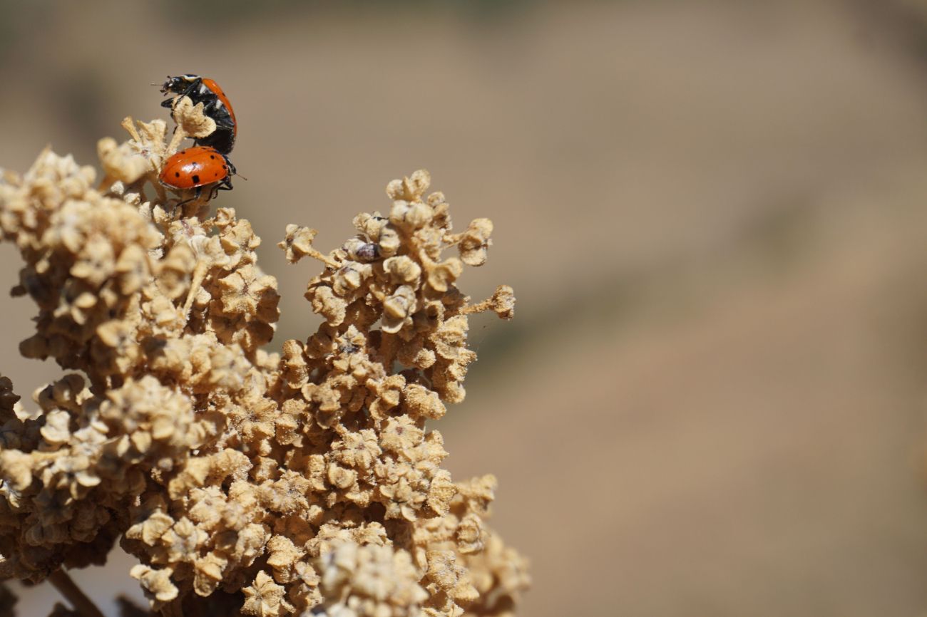 Quinoa with ladybugs