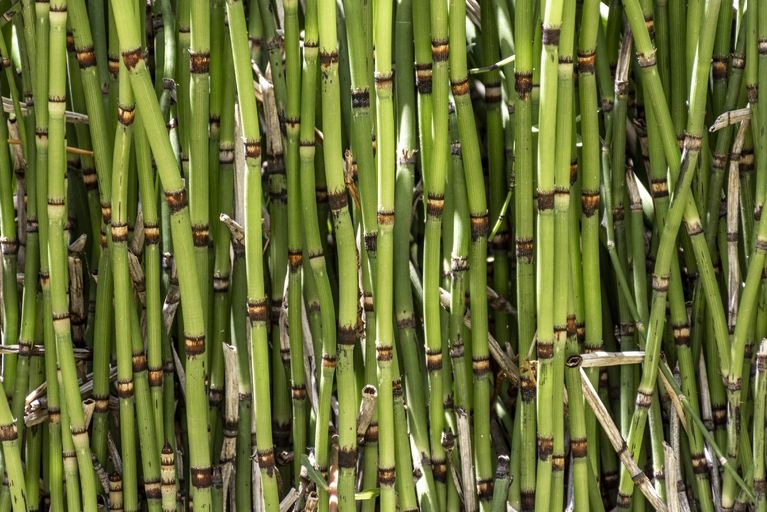 Biologische rietsuiker