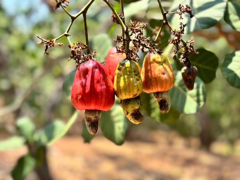 Cashewappels in boom