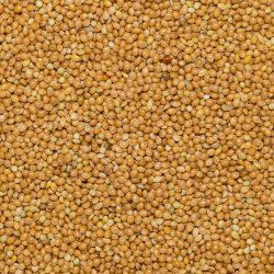 Millet glutinous Huangmi org. 25 kg FT IBD 