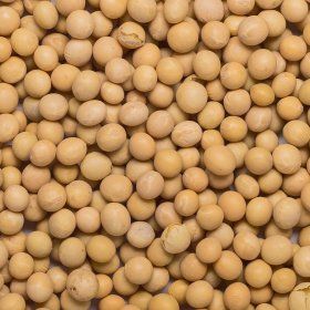 Soya beans org. 25 kg FT IBD